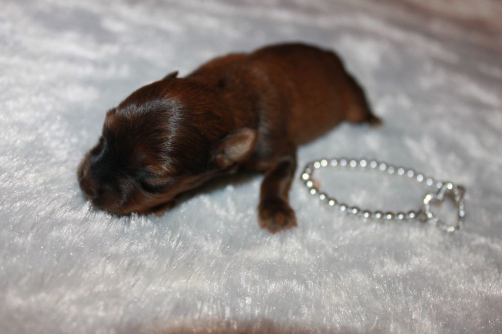 Divine Manoune - Chiots disponibles - Russkiy Toy (Petit Chien Russe)