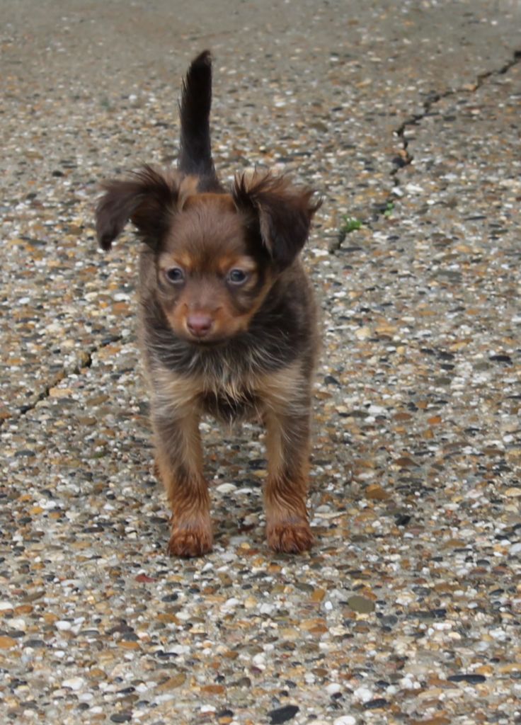 Divine Manoune - Chiots disponibles - Russkiy Toy (Petit Chien Russe)