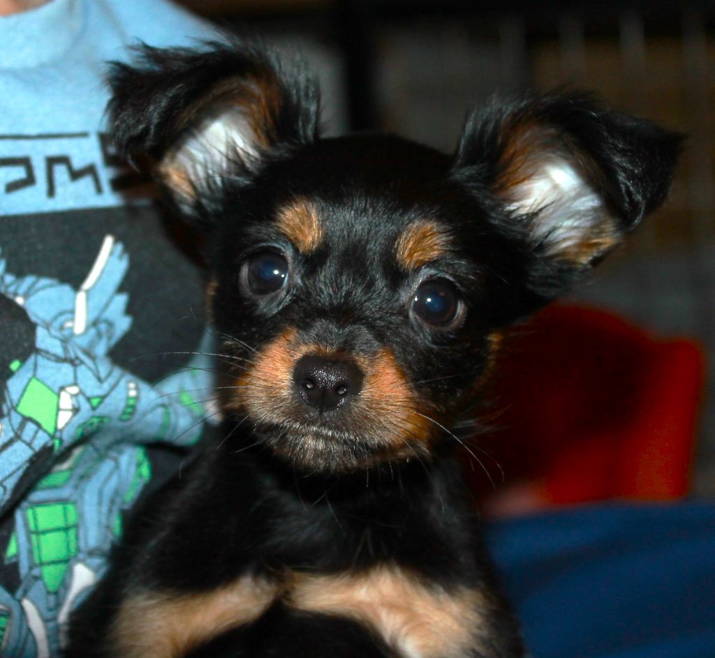 Divine Manoune - Chiots disponibles - Russkiy Toy (Petit Chien Russe)