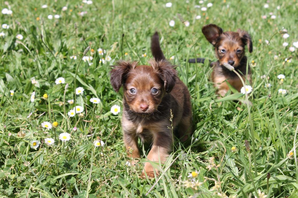 Divine Manoune - Chiots disponibles - Russkiy Toy (Petit Chien Russe)