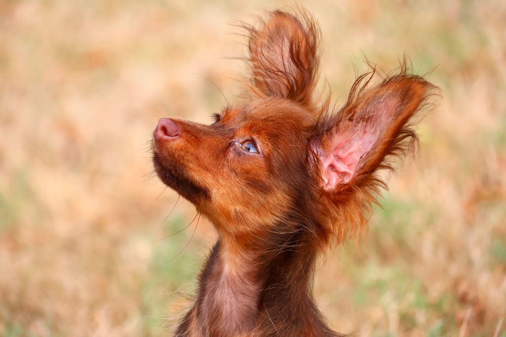 Divine Manoune - Chiots disponibles - Russkiy Toy (Petit Chien Russe)