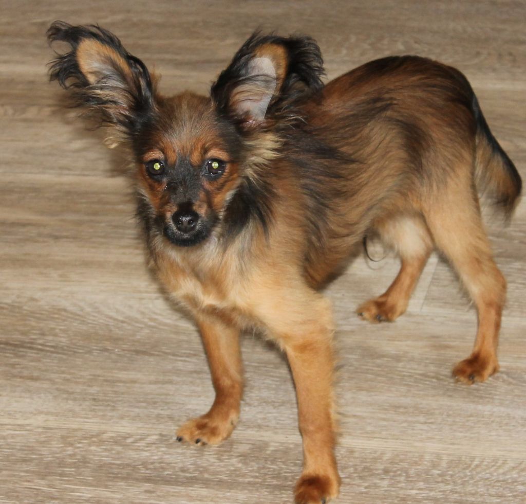 Divine Manoune - Chiots disponibles - Russkiy Toy (Petit Chien Russe)