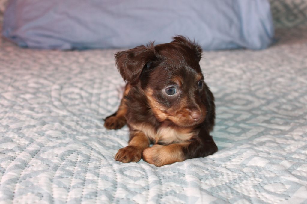 Divine Manoune - Chiots disponibles - Russkiy Toy (Petit Chien Russe)