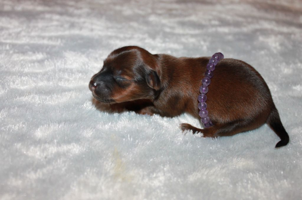 Divine Manoune - Chiots disponibles - Russkiy Toy (Petit Chien Russe)