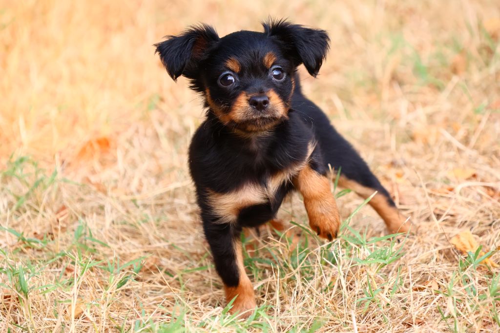 Divine Manoune - Chiots disponibles - Russkiy Toy (Petit Chien Russe)