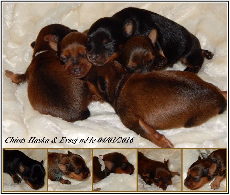 Chiot Russkiy Toy (Petit Chien Russe) Divine Manoune
