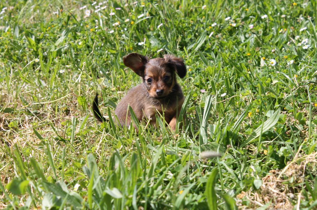 Divine Manoune - Chiots disponibles - Russkiy Toy (Petit Chien Russe)