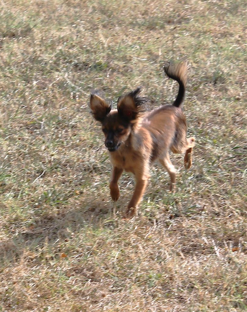 Divine Manoune - Russkiy Toy (Petit Chien Russe) - Portée née le 24/12/2024
