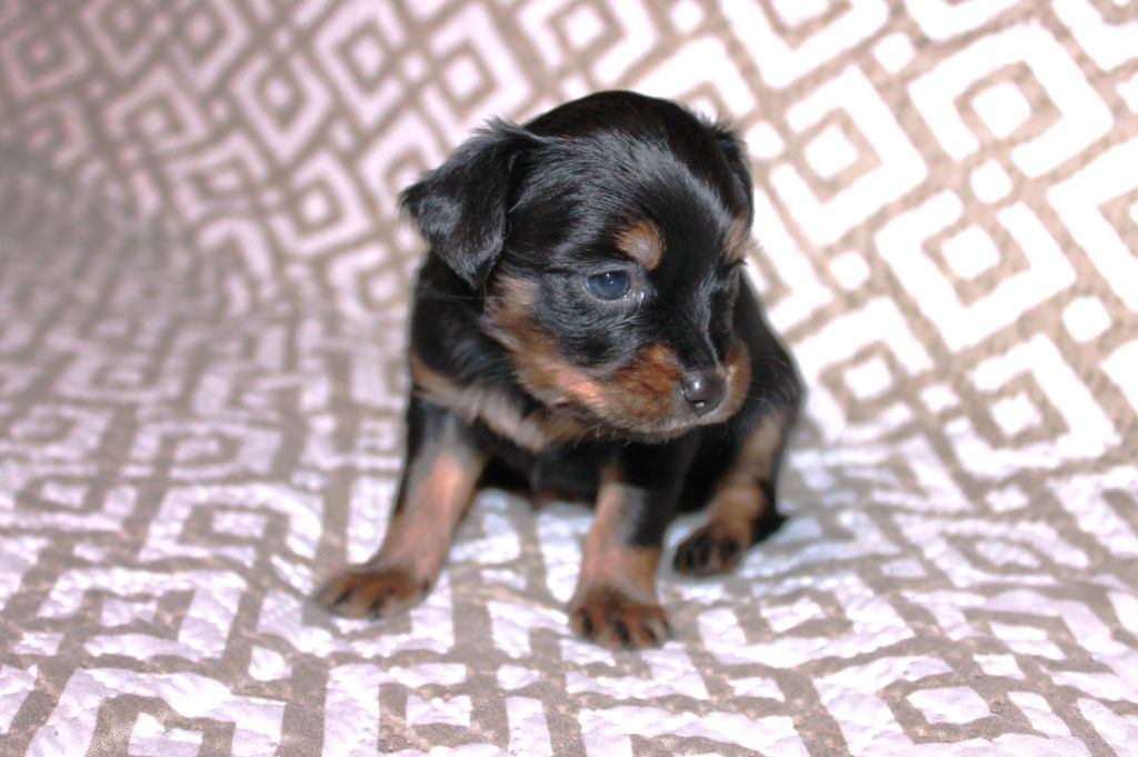 Divine Manoune - Chiots disponibles - Russkiy Toy (Petit Chien Russe)