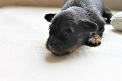 CHIOT 3