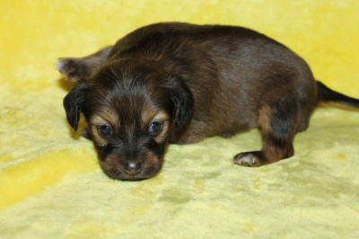 Chiot N°2