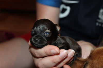 Chiot N°3