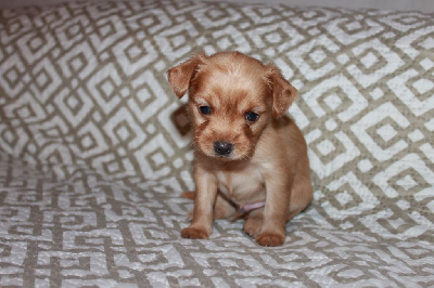 CHIOT 1