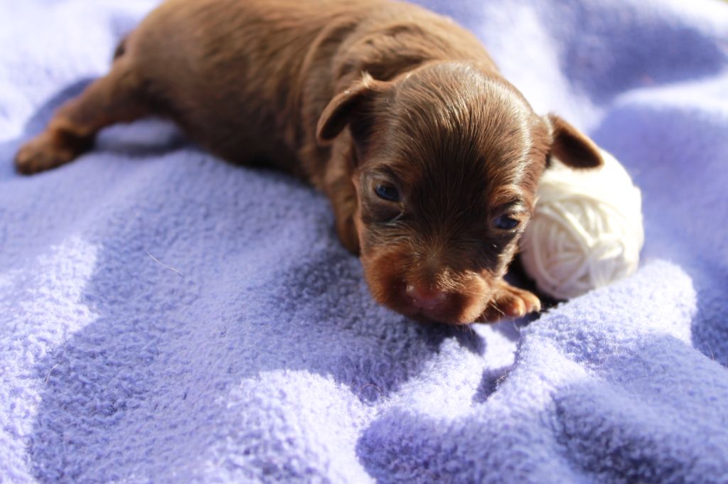 Divine Manoune - Chiots disponibles - Russkiy Toy (Petit Chien Russe)
