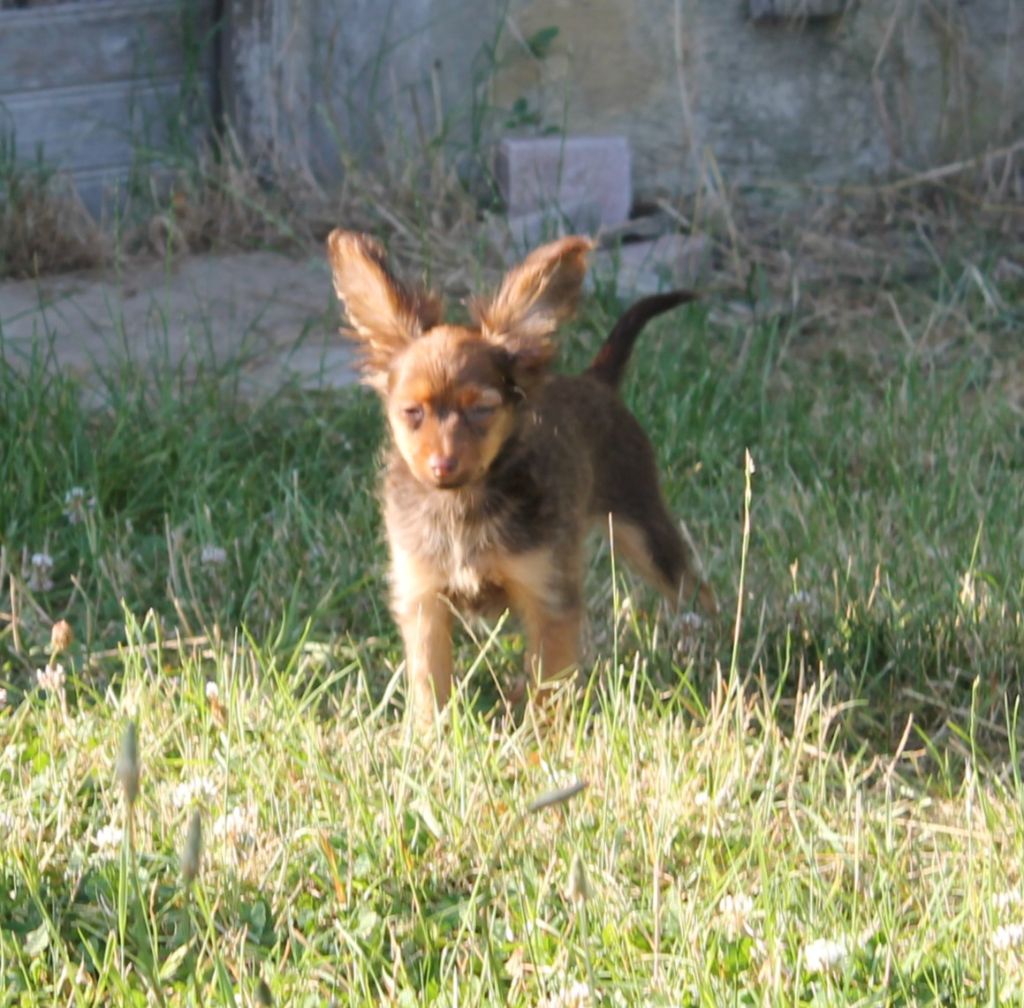 Divine Manoune - Chiots disponibles - Russkiy Toy (Petit Chien Russe)
