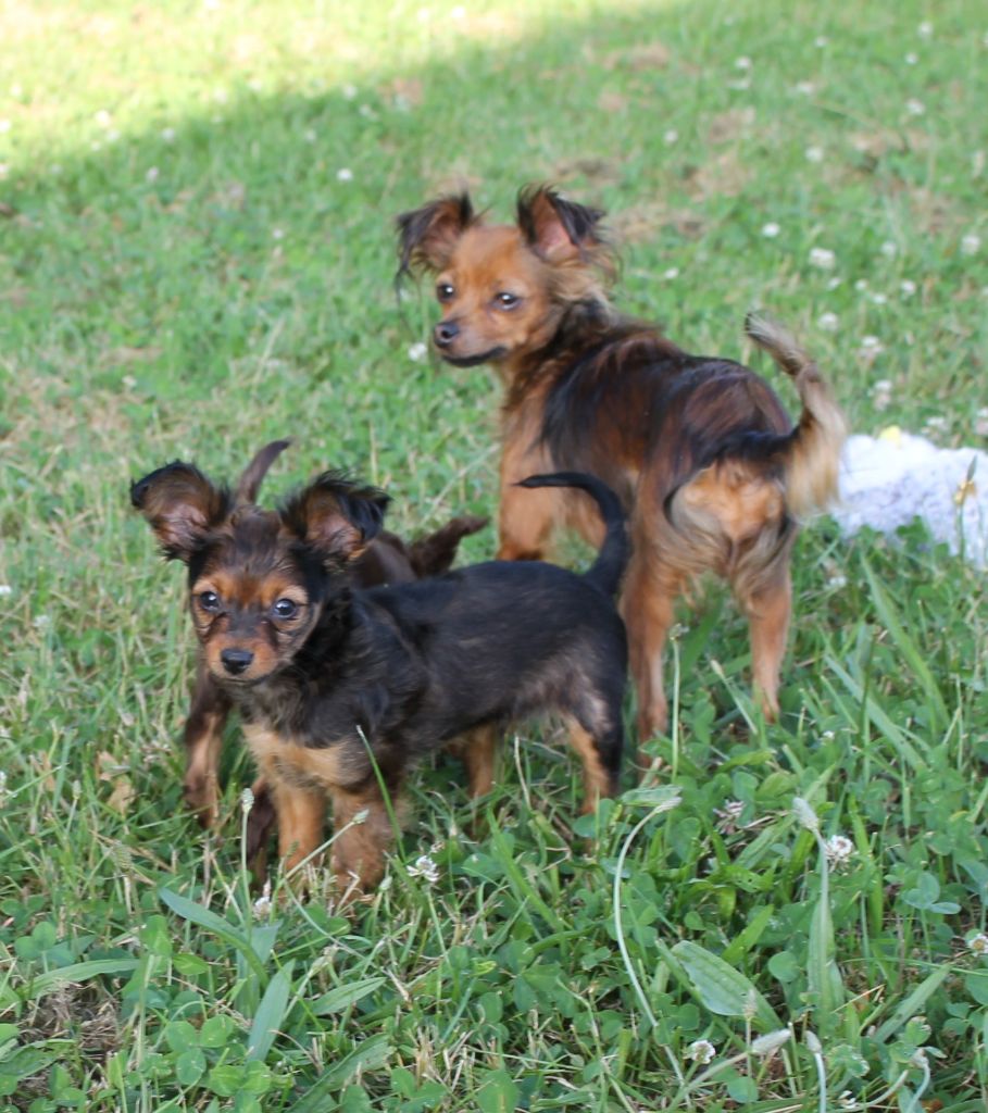 Divine Manoune - Chiots disponibles - Russkiy Toy (Petit Chien Russe)