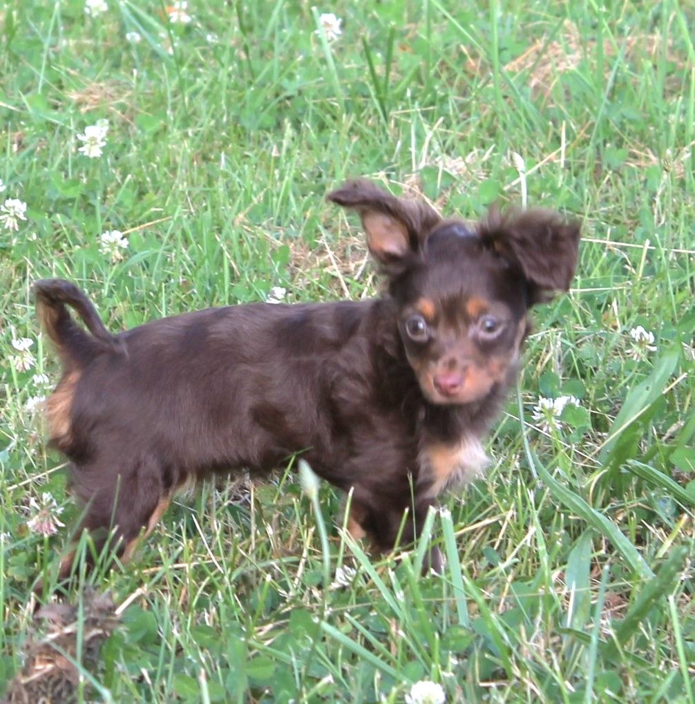 Divine Manoune - Chiots disponibles - Russkiy Toy (Petit Chien Russe)