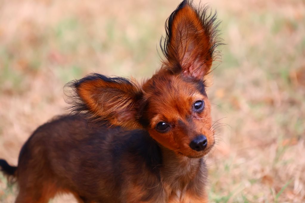 Divine Manoune - Chiots disponibles - Russkiy Toy (Petit Chien Russe)