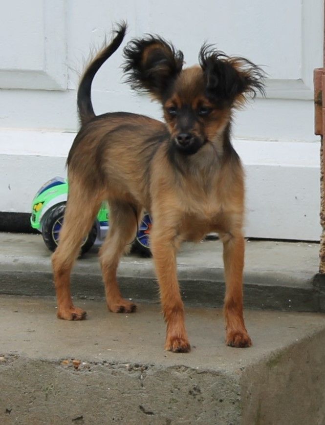 Divine Manoune - Chiots disponibles - Russkiy Toy (Petit Chien Russe)
